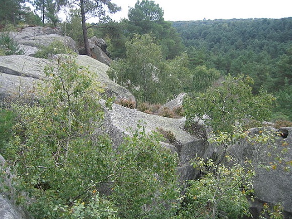 Bosque de Fontainebleau.