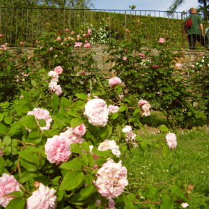 El Giardino delle Rose: Florencia en rosa subido