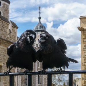 Los cuervos de la Torre de Londres: superstición real a la inglesa