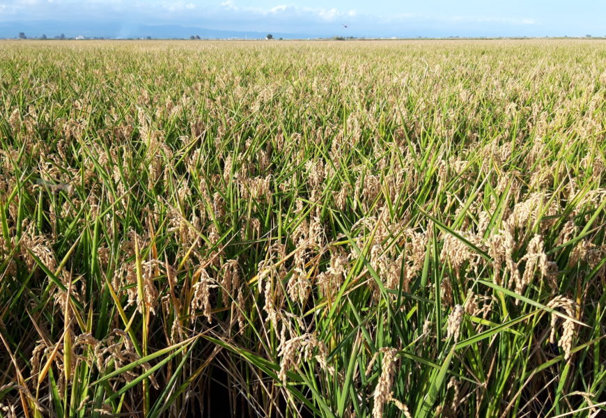 El delta del Ebro: tierra de arroz