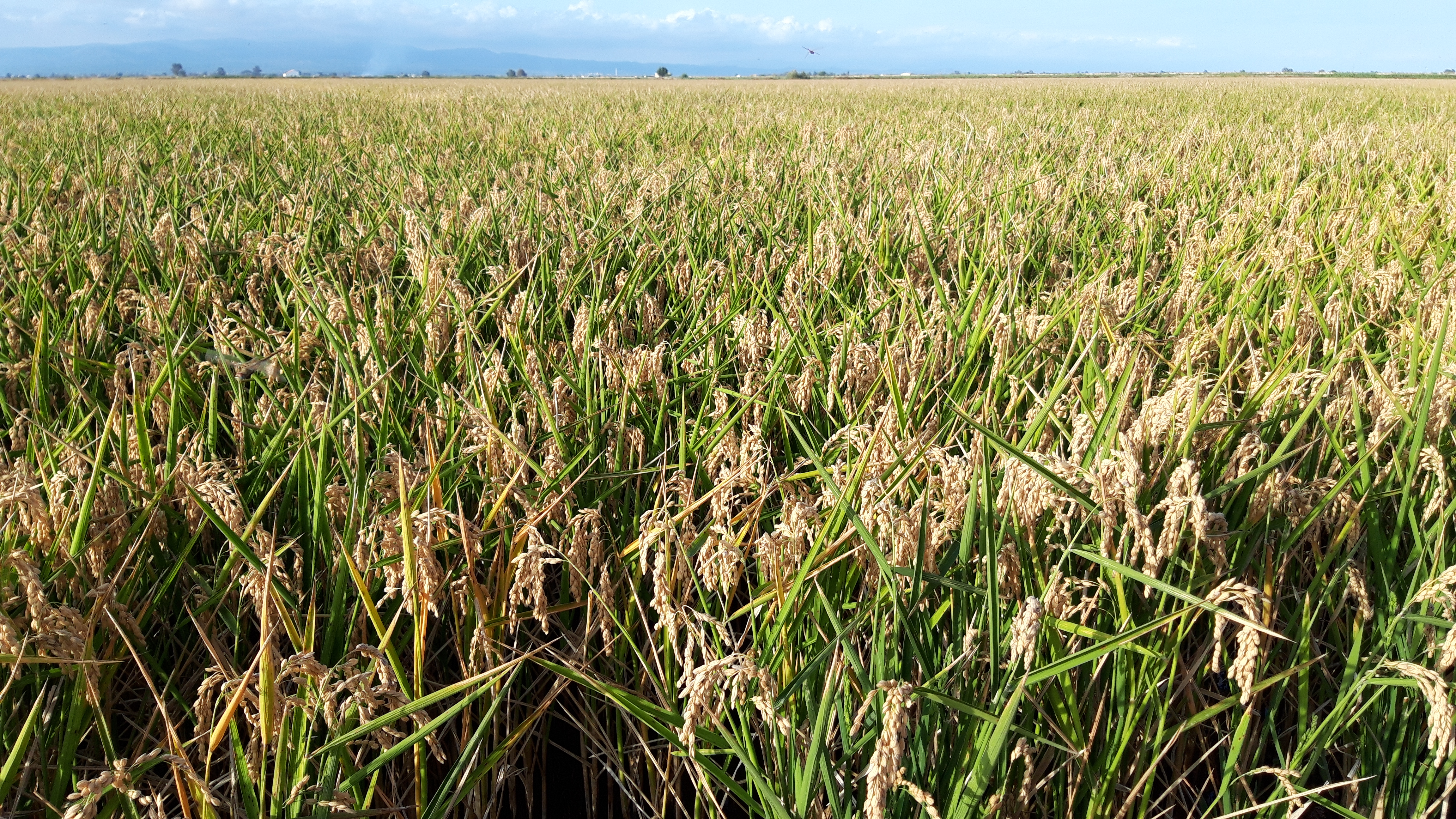 El delta del Ebro: tierra de arroz - Guias.travel